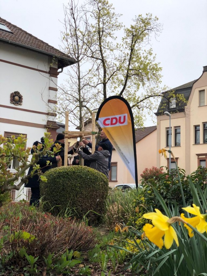 Jubiläumsbaum 70 Jahre CDU